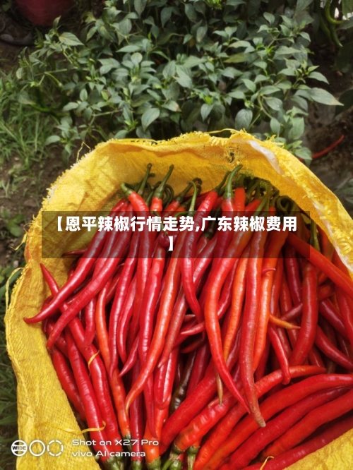 【恩平辣椒行情走势,广东辣椒费用】-第2张图片