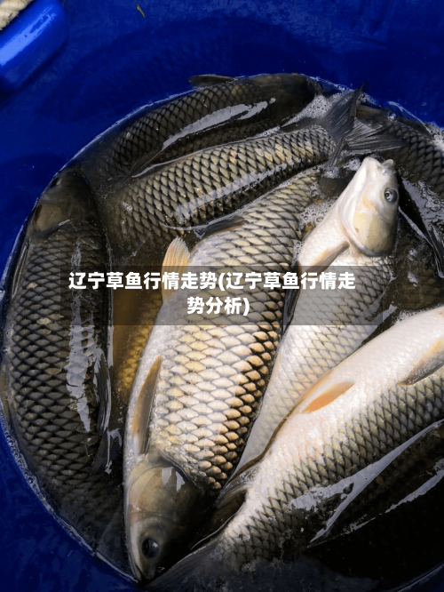 辽宁草鱼行情走势(辽宁草鱼行情走势分析)