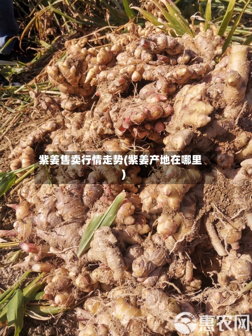 紫姜售卖行情走势(紫姜产地在哪里)-第2张图片