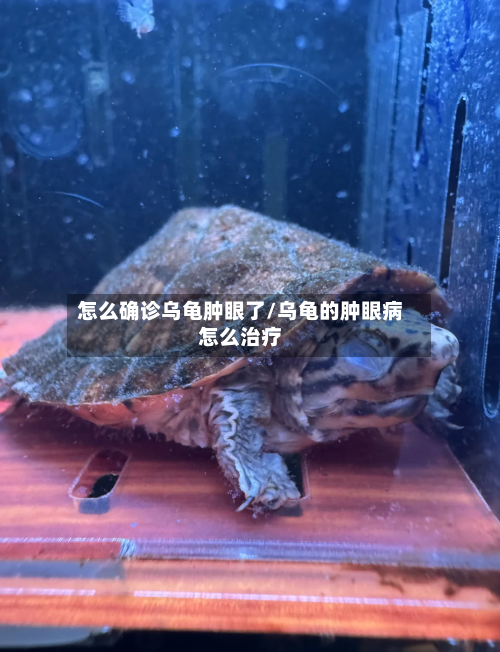 怎么确诊乌龟肿眼了/乌龟的肿眼病怎么治疗