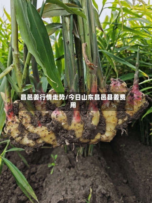 昌邑姜行情走势/今日山东昌邑县姜费用-第2张图片
