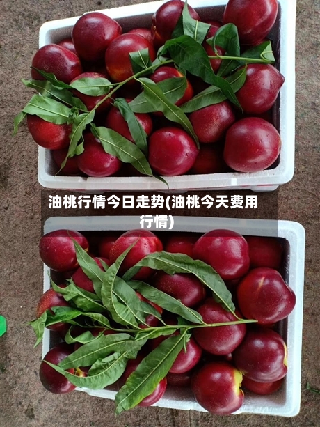 油桃行情今日走势(油桃今天费用行情)