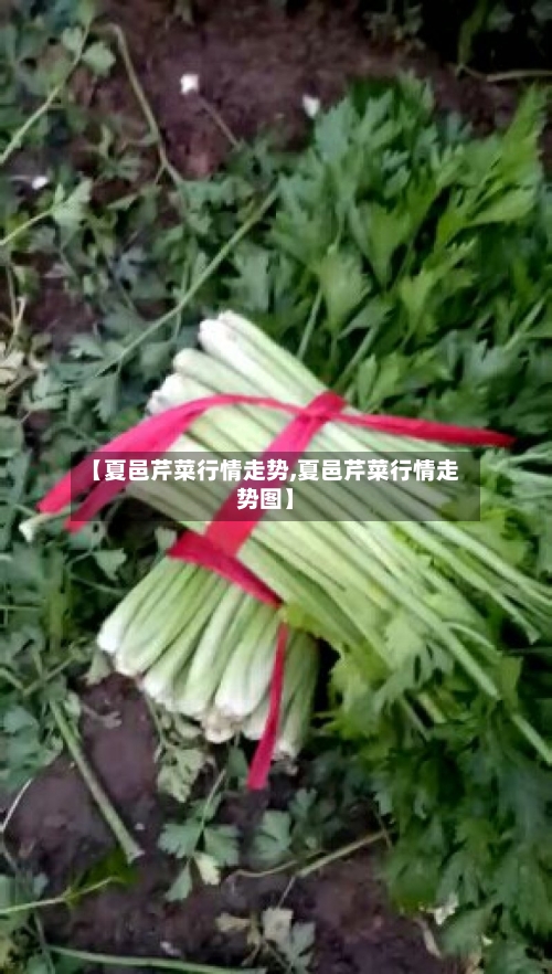 【夏邑芹菜行情走势,夏邑芹菜行情走势图】