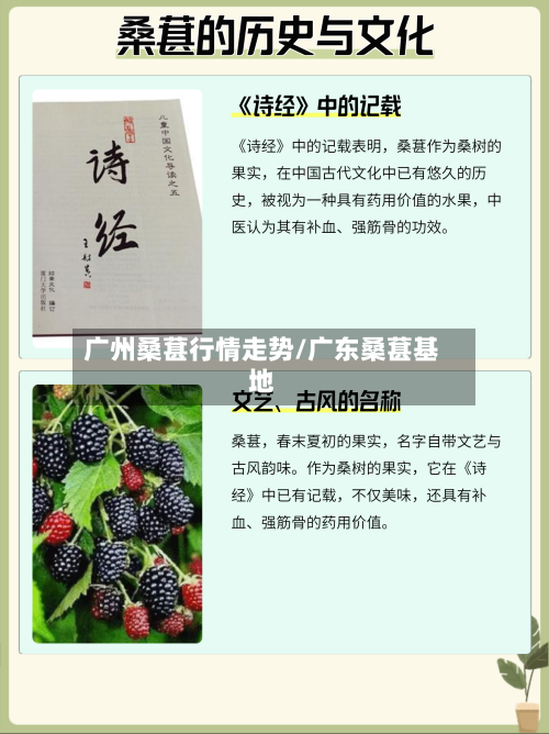 广州桑葚行情走势/广东桑葚基地