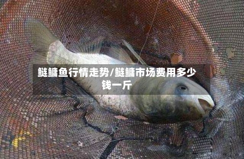 鲢鳙鱼行情走势/鲢鳙市场费用多少钱一斤-第2张图片